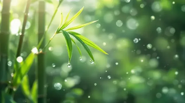 晨光微露 - 69视频竹影清风影像