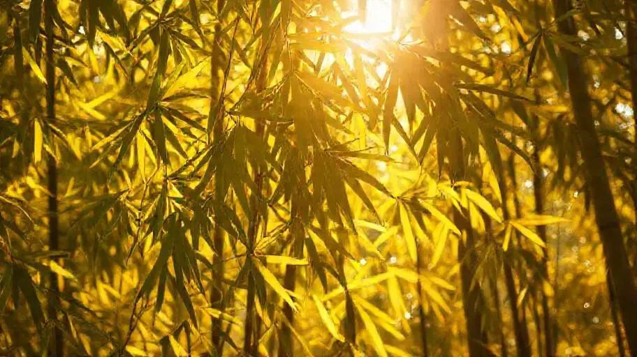 叠翠流金 - 69视频竹影清风影像